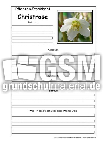 Pflanzensteckbrief-Christrose.pdf